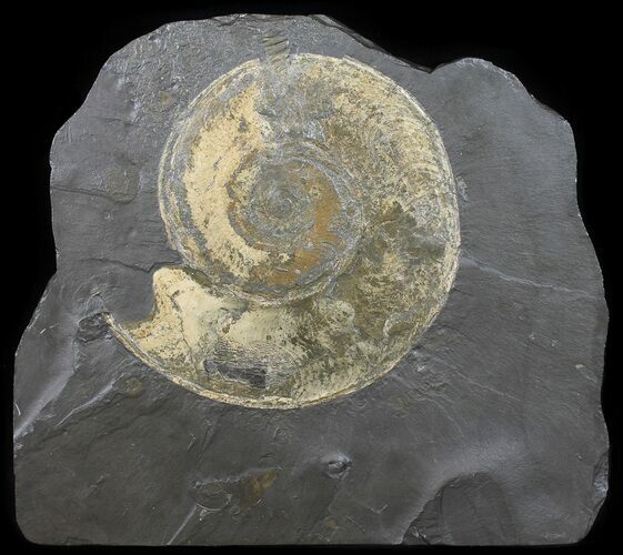 Wide Pyritized Ammonite Fossil - Germany #50961